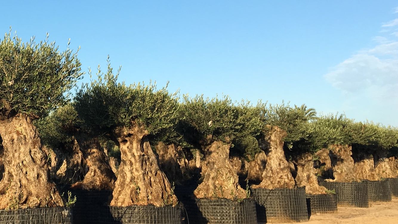 OLIVI BONSAI VENDITA2